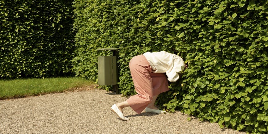 A woman in pink slacks and a white top is crawling into a leafy green hedge in search of something